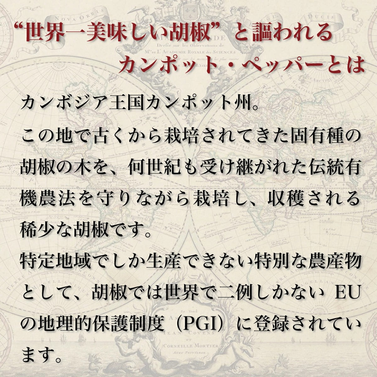 塩漬け粒生こしょう 最高級胡椒カンポットペッパー 50g