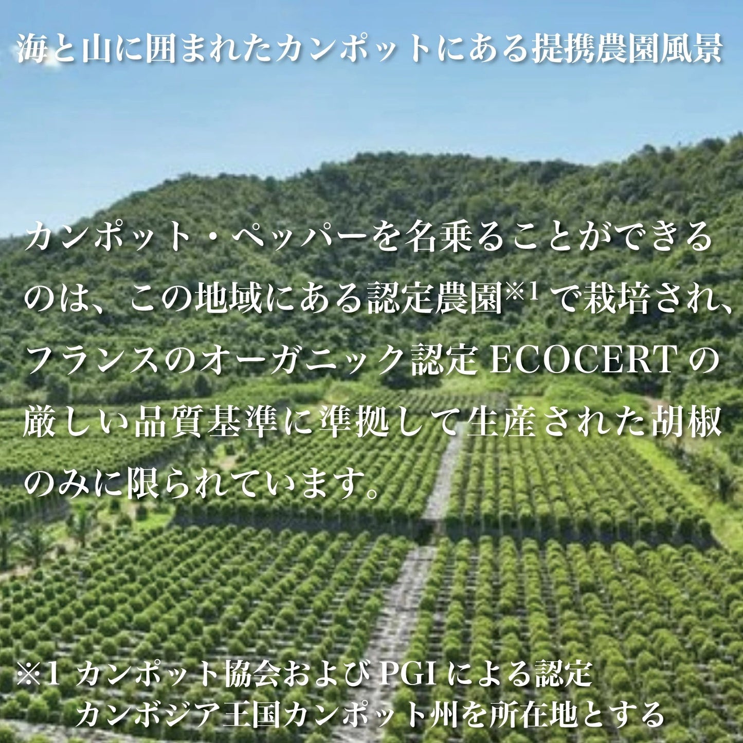 塩漬け粒生こしょう 最高級胡椒カンポットペッパー 50g